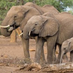 Meet your Posher, Maya